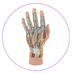 دریچه‌ای به درون کف دست شما