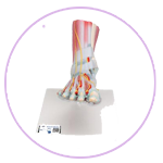 اسکلت به همراه رباط‌ها و عضلات پا