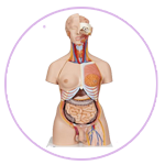 مدل نیم تنه کلاسیک 